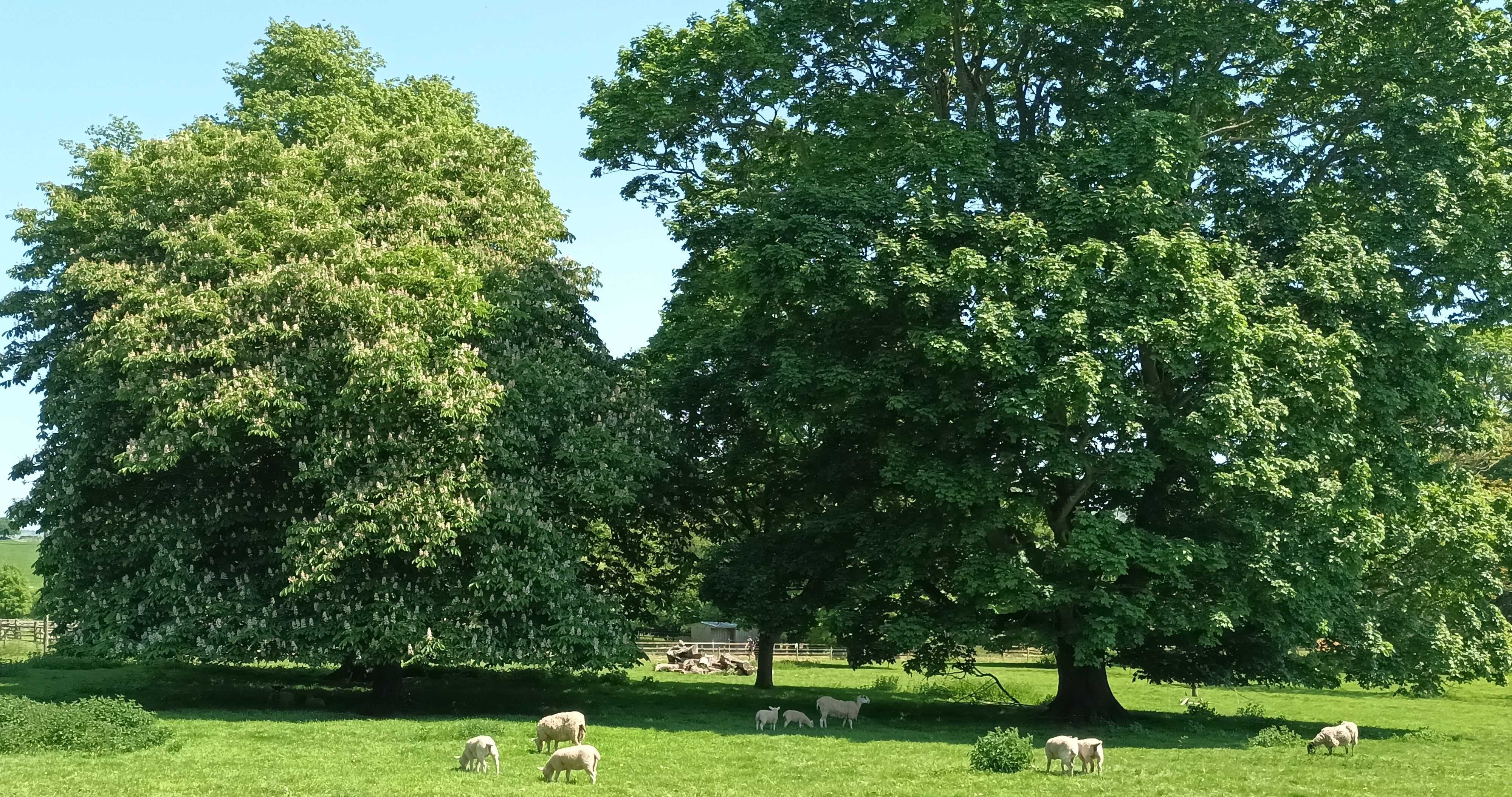 Sheep and trees