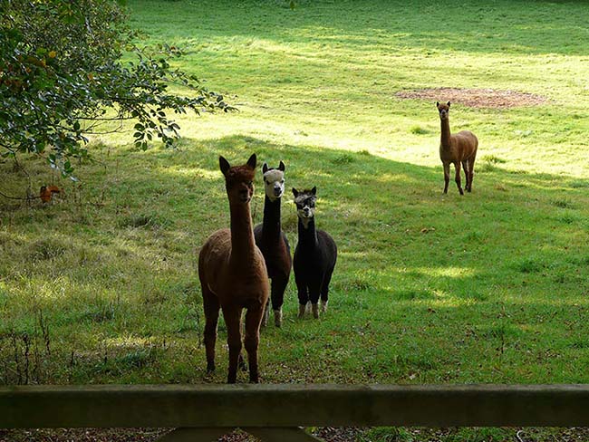 llamas