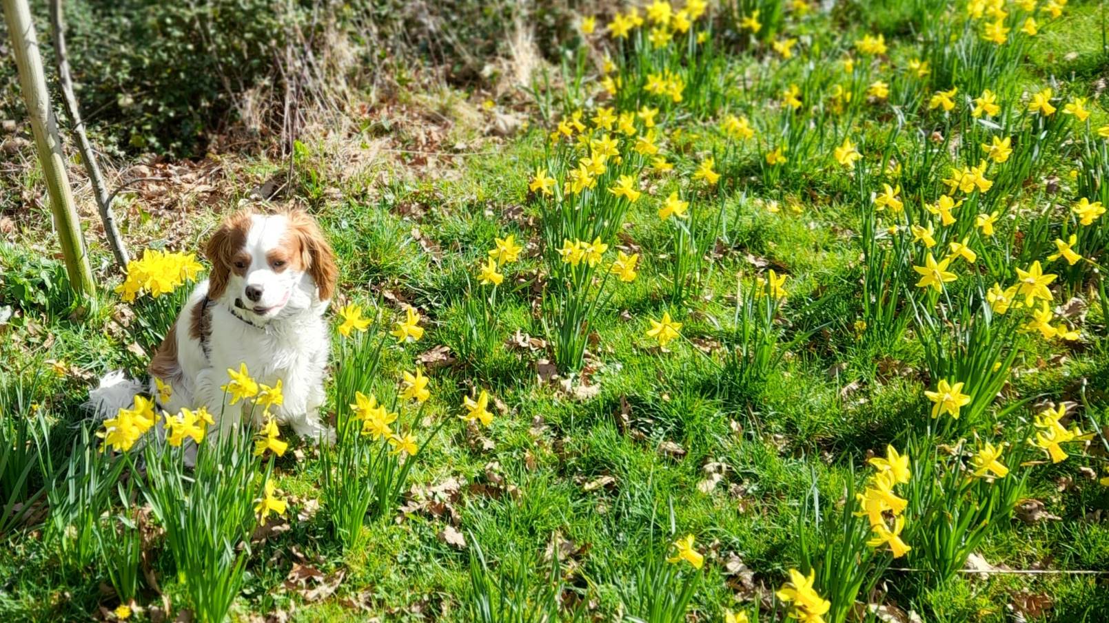 dog in field