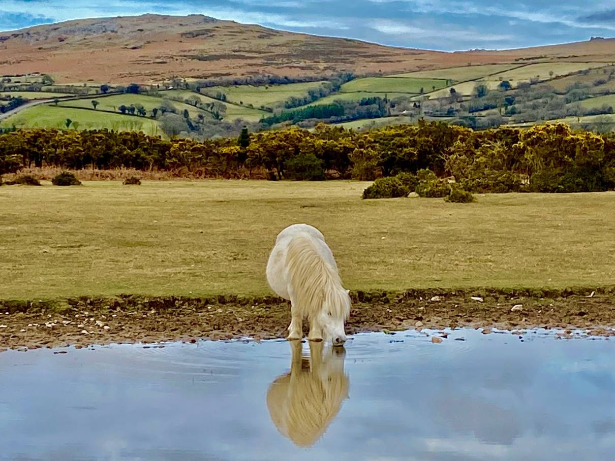 susie groom pony