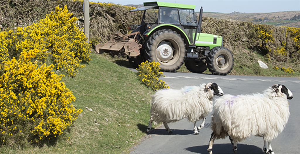 Tractor with sheep crossing the road