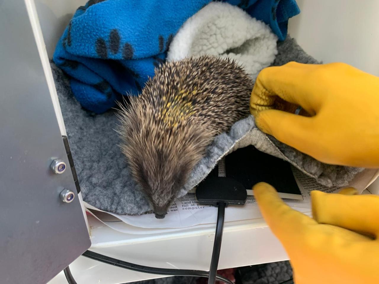 hedgehog on a heat mat