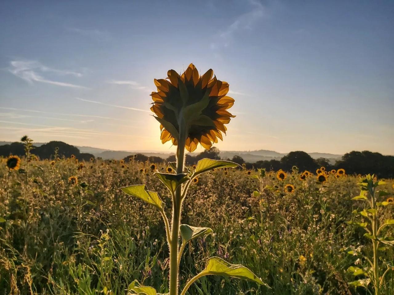 Sunflower in a field