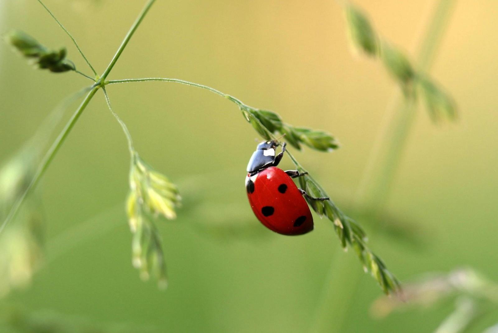 ladybird on a leaf