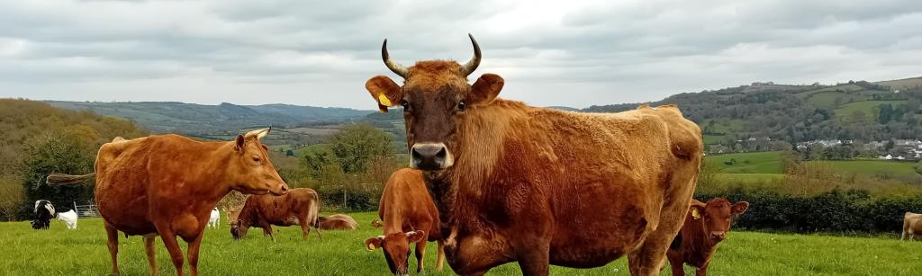 Cows in a field