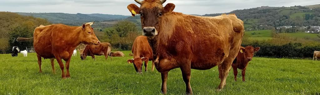Dairy cows