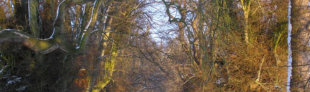 Wintry Devon