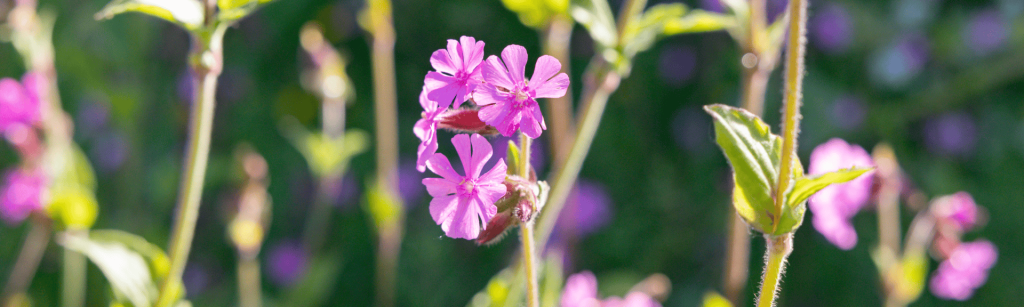 Wildflowers in a field