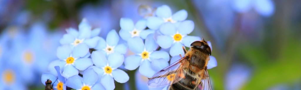 bee on a white flower