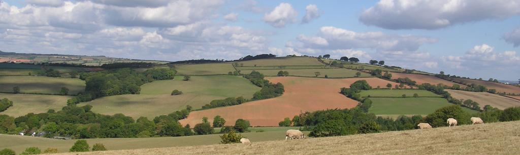 Hills with sheep grazing