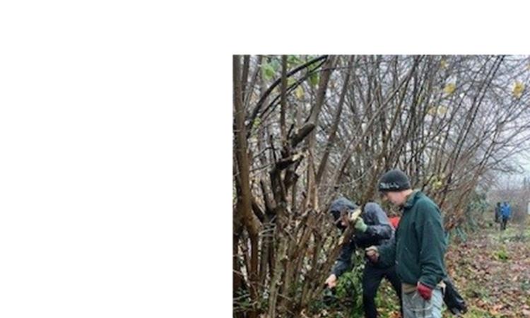 hedge laying at St Sidwells