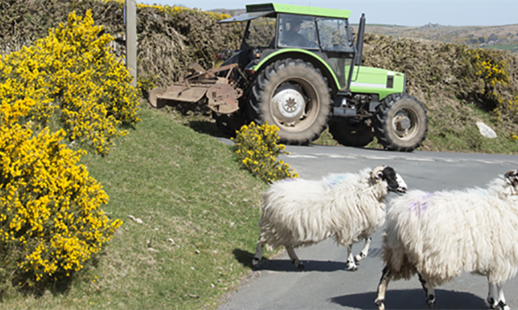 Tractor with sheep crossing the road