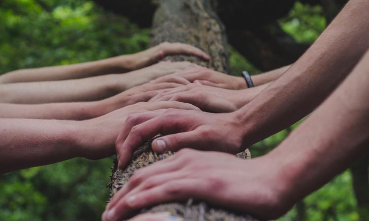 Hands on a tree