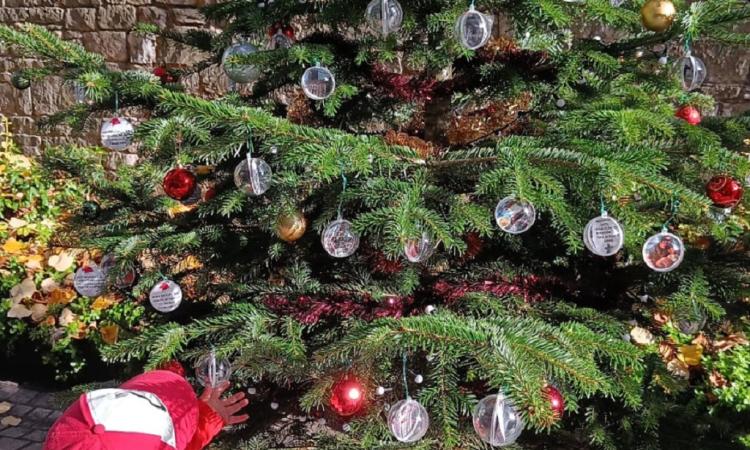 Little boy looking at the DCT Christmas tree