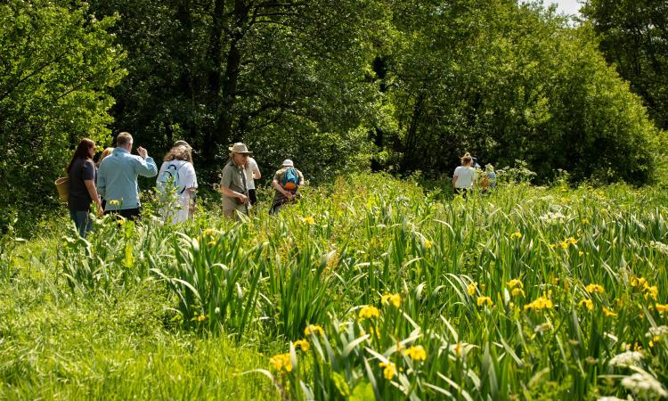 A group of people walking through a meadow