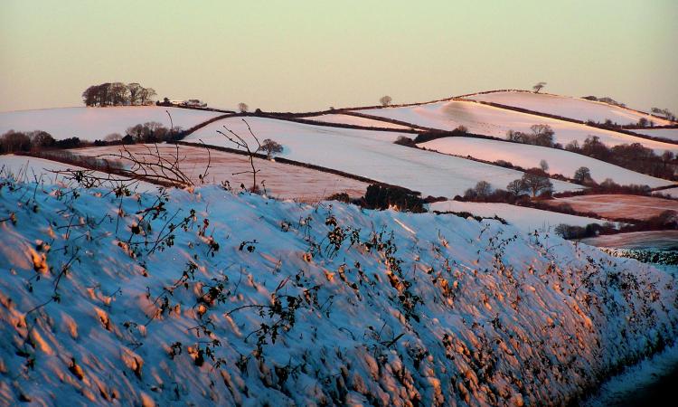 Snowy Devon