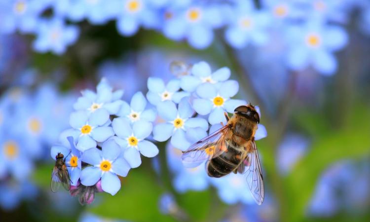 bee flower WAD