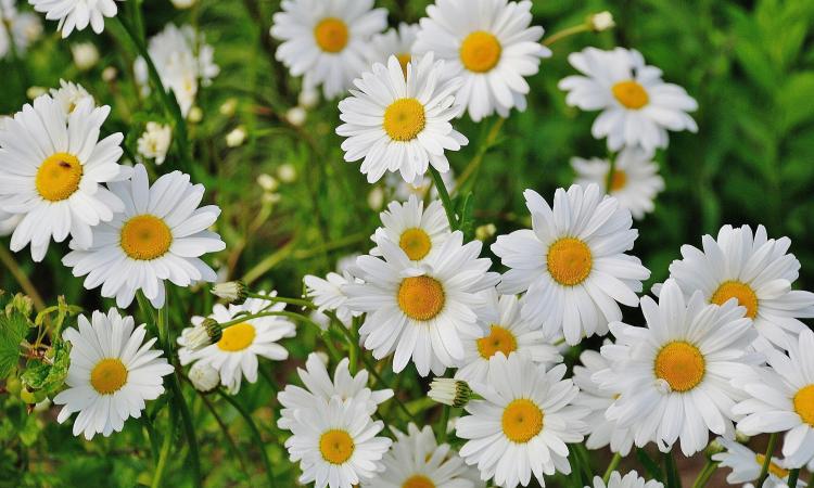 white and yellow daisies