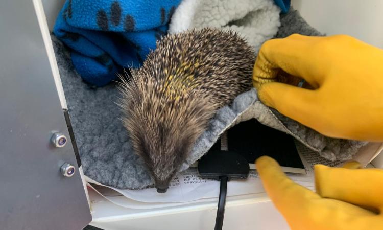 hedgehog on a heat mat