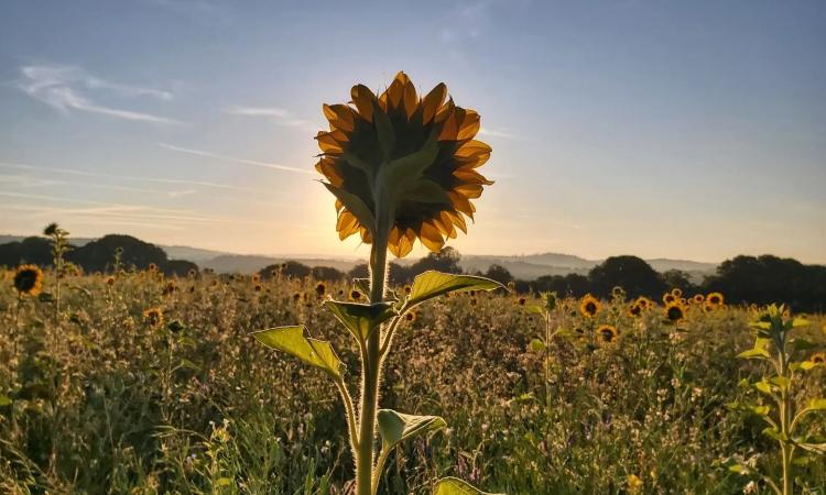 Sunflower in a field