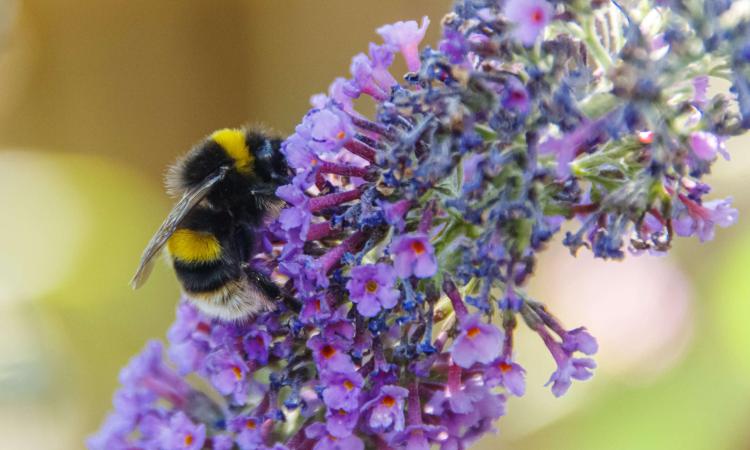 White tailed bumble bee