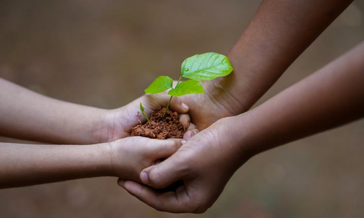 hands holding soil with plant