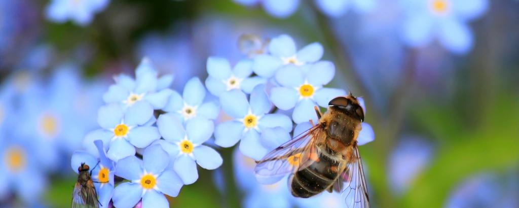 Bee on a lilac flower