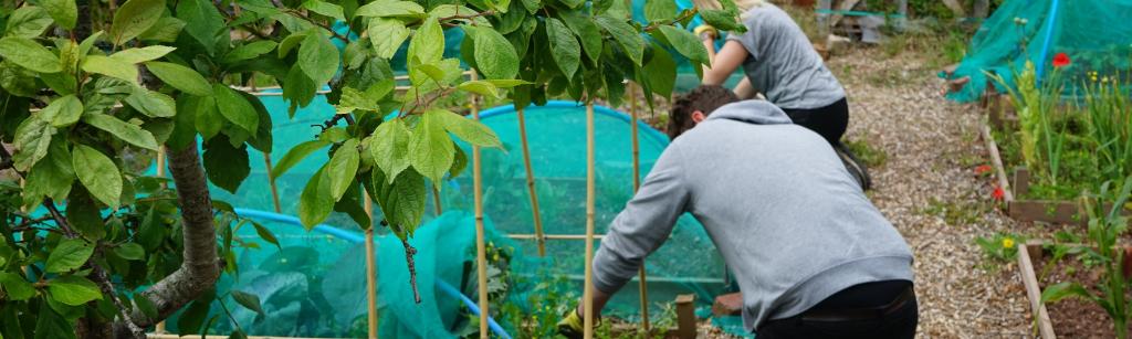 Working on the allotment