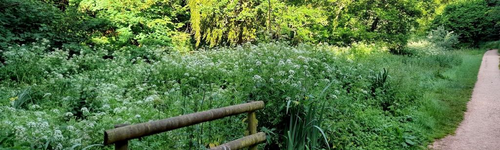 Cockington water meadows