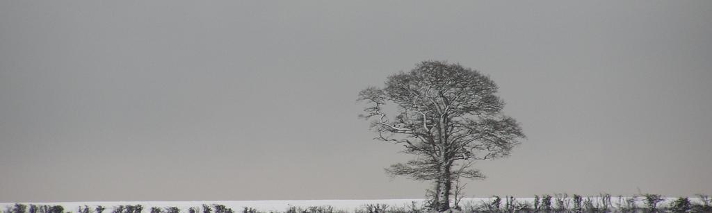 Snowy Devon