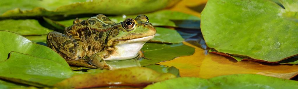 frog on a lily pad
