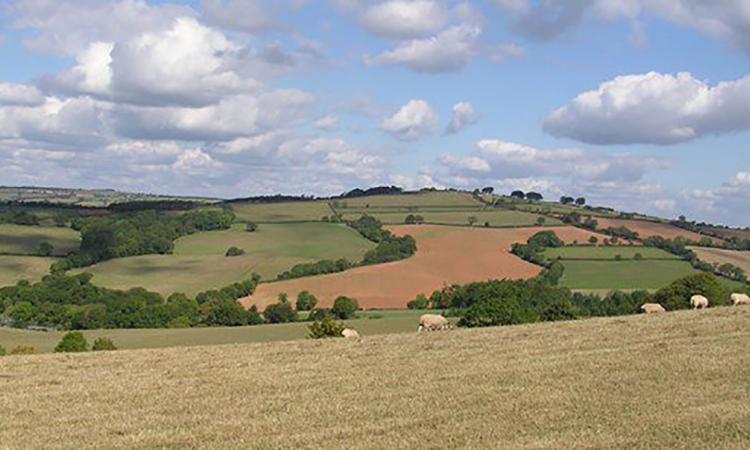 Rural landscape