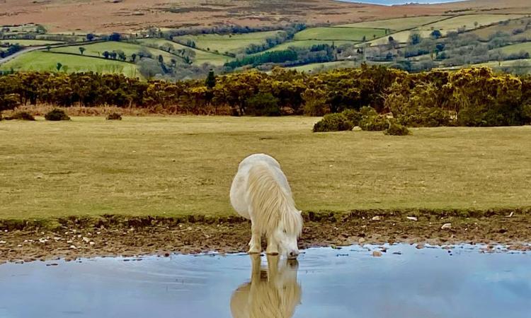 susie groom pony