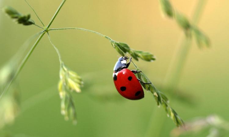 ladybird on a leaf